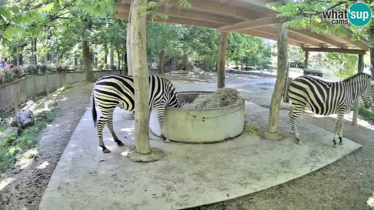 Live webcam Les zèbres in Ljubljana ZOO – Slovénie