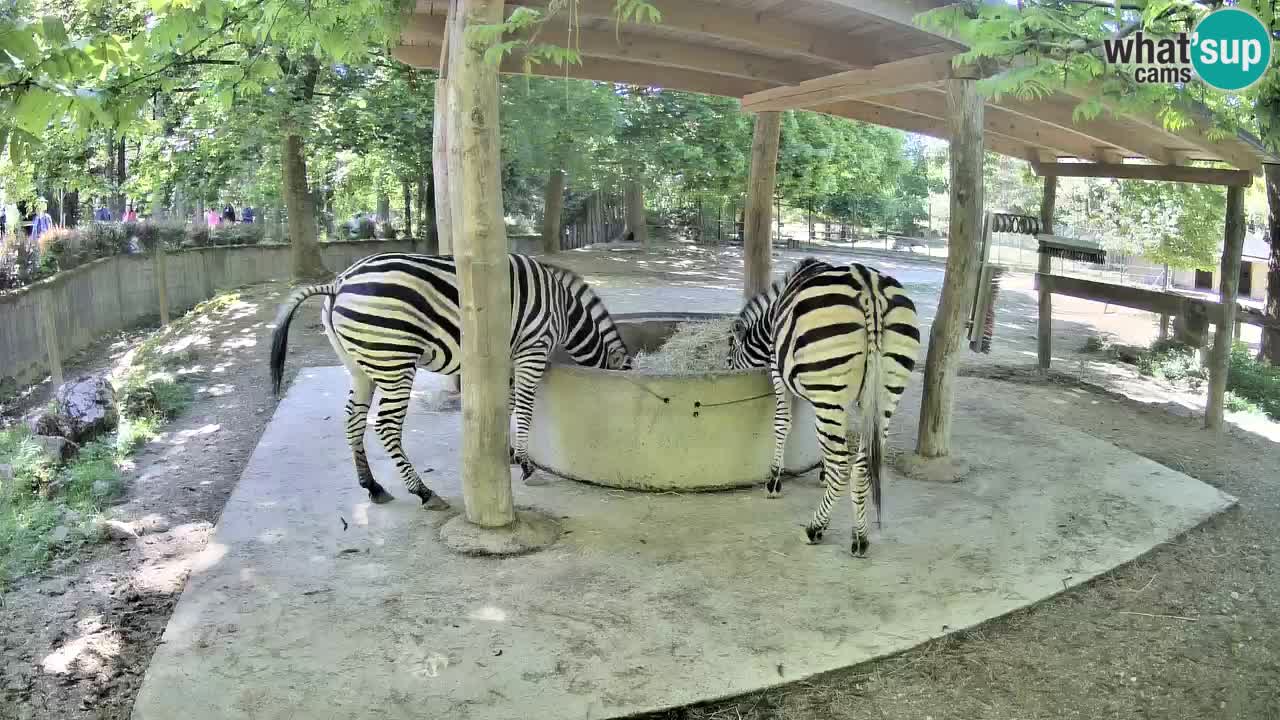 Live webcam Zebras in Ljubljana ZOO – Slovenia