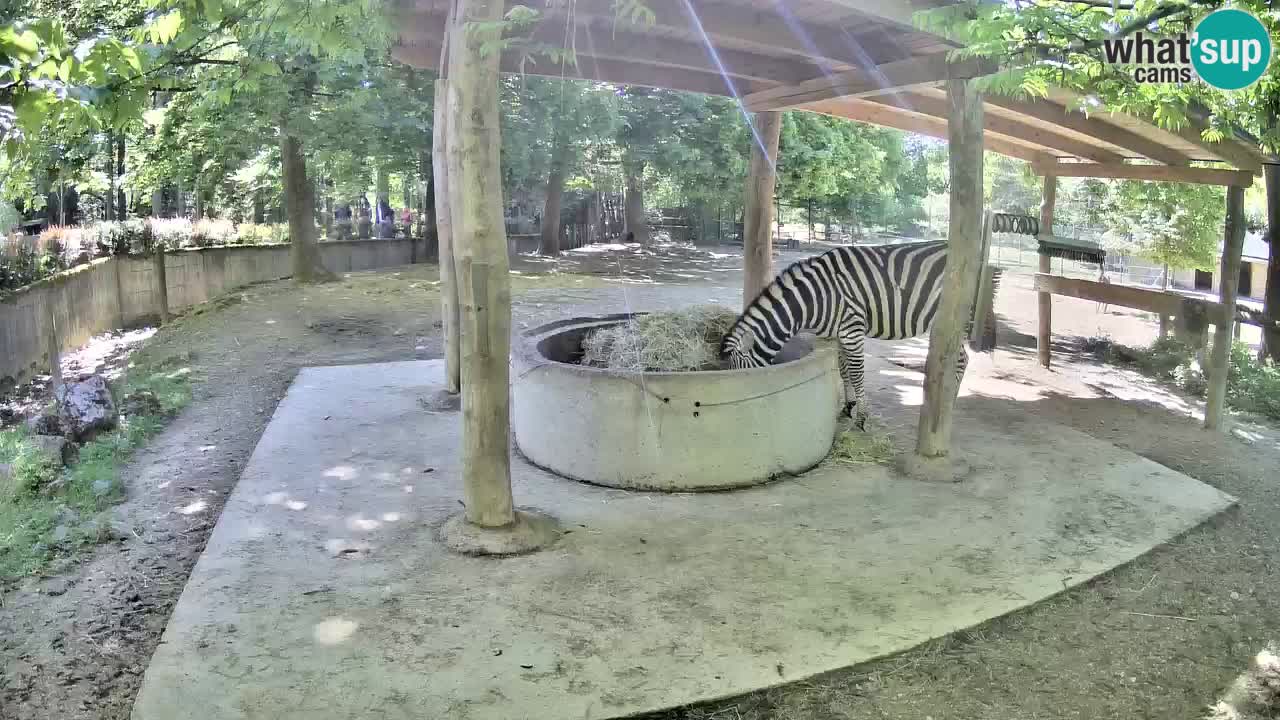 Camera en vivo Cebras in Ljubljana ZOO – Eslovenia