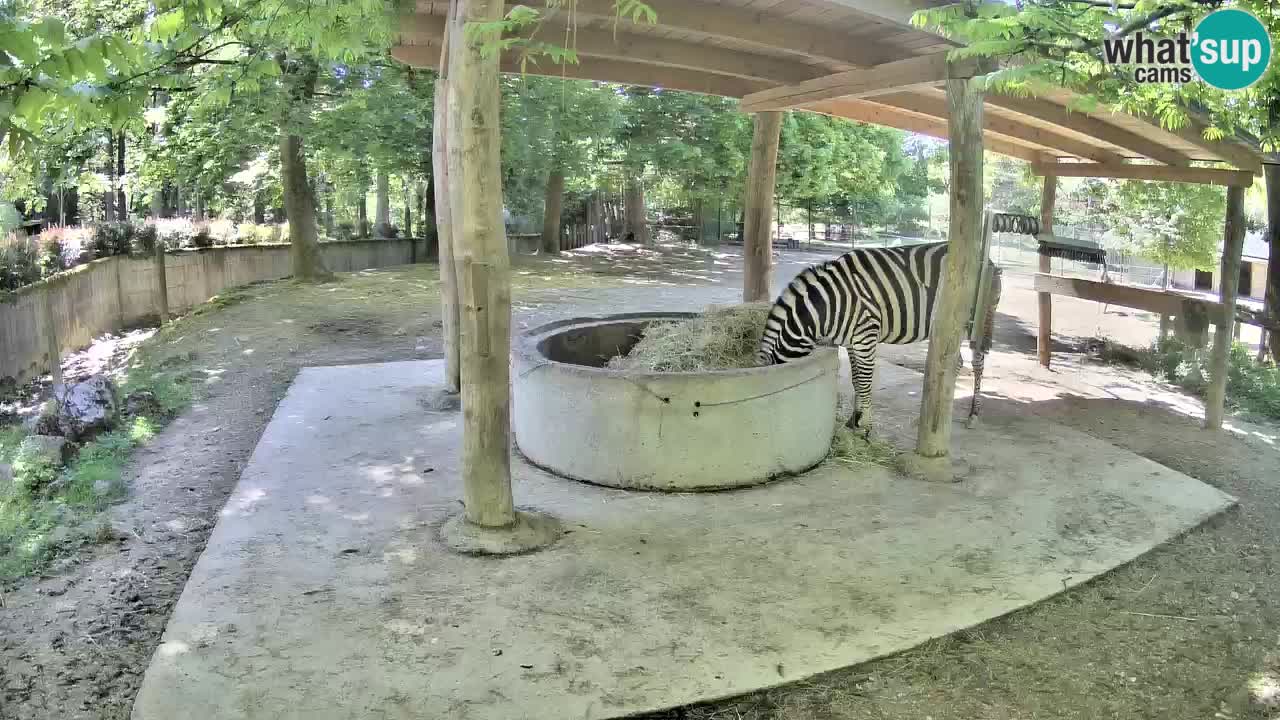 Zebre v živo v živalskem vrtu Ljubljana ZOO spletne kamere