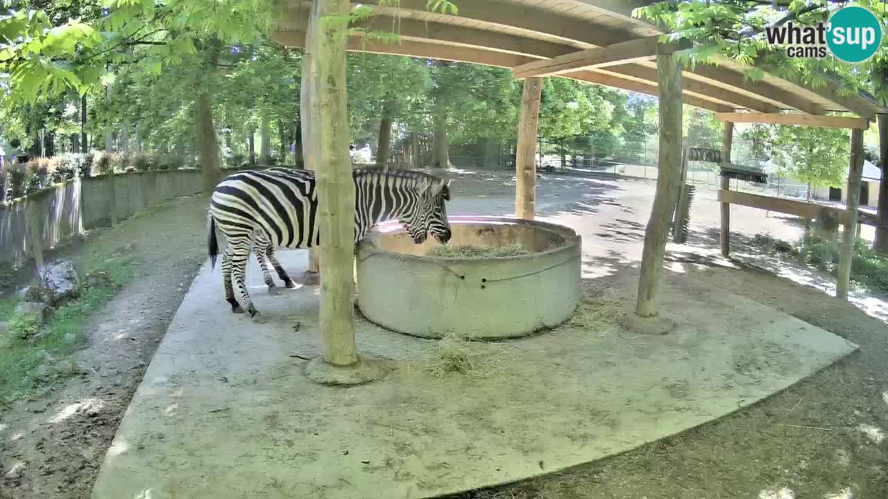 Camera en vivo Cebras in Ljubljana ZOO – Eslovenia