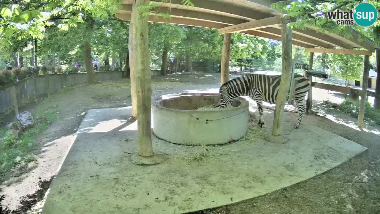 Web kamera uživo Zebras u ZOO Ljubljana – Slovenija