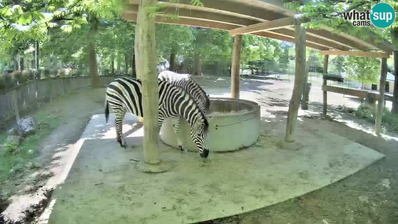 Zebre v živo v živalskem vrtu Ljubljana ZOO spletne kamere