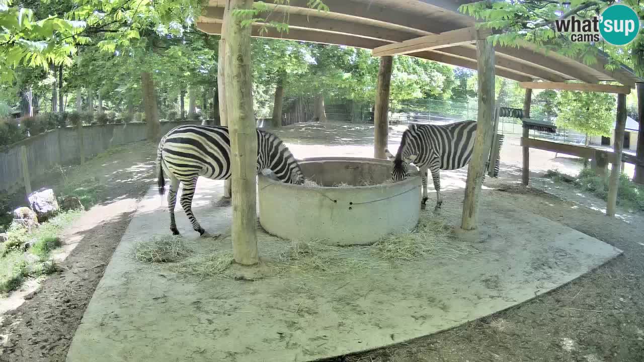 Web kamera uživo Zebras u ZOO Ljubljana – Slovenija