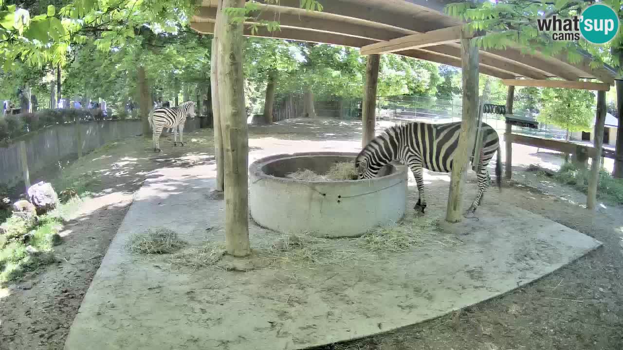 Zebre v živo v živalskem vrtu Ljubljana ZOO spletne kamere