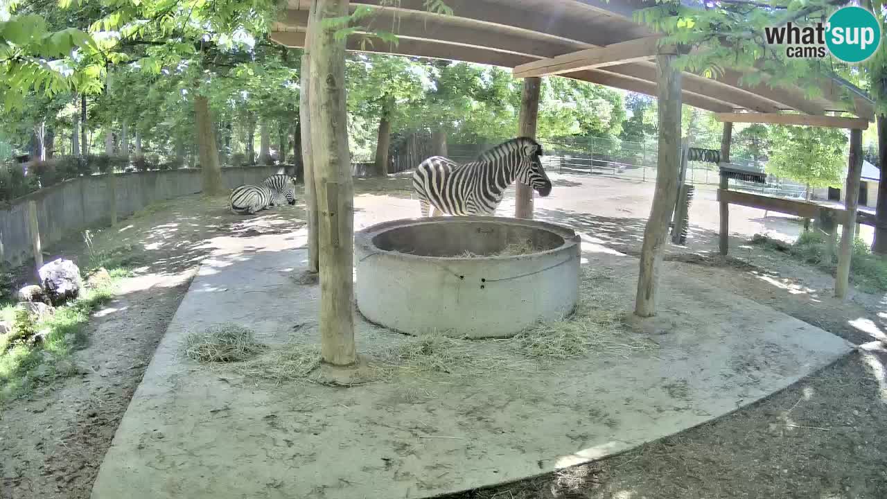 Camera en vivo Cebras in Ljubljana ZOO – Eslovenia