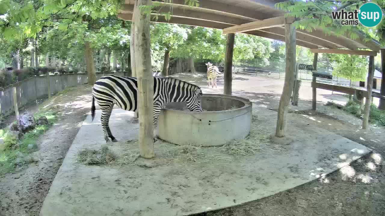 Web kamera uživo Zebras u ZOO Ljubljana – Slovenija