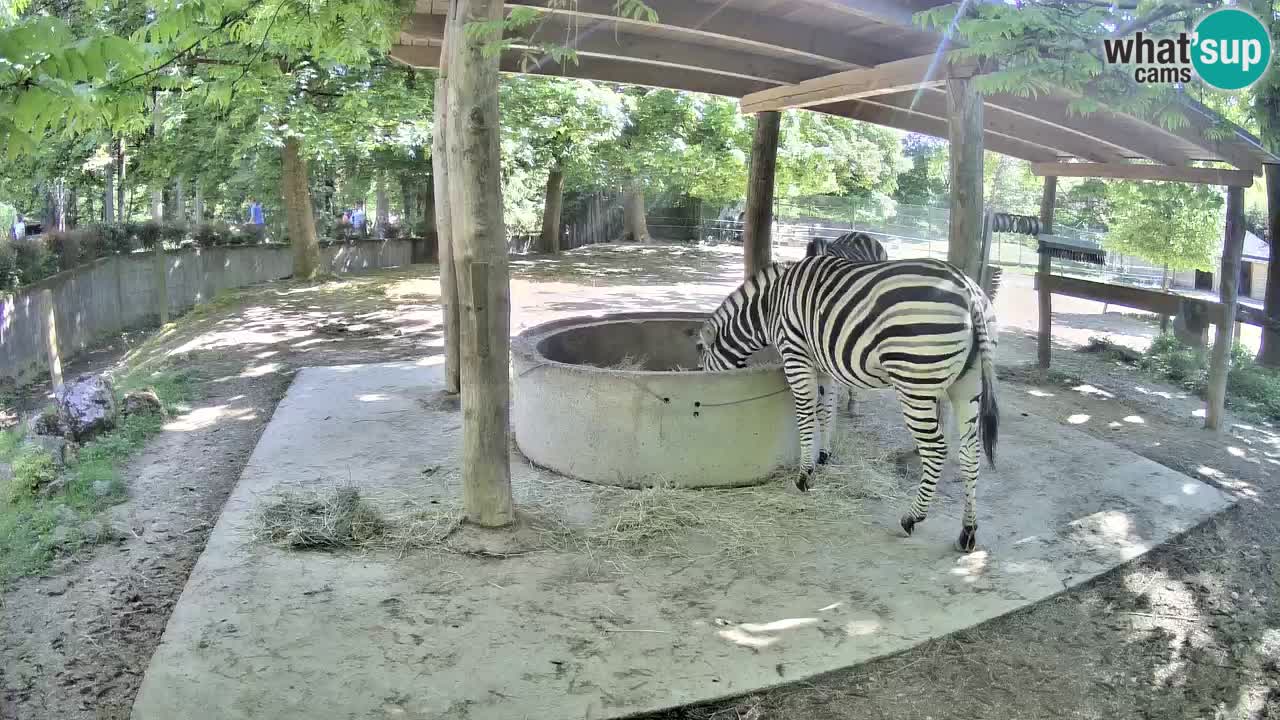 Camera en vivo Cebras in Ljubljana ZOO – Eslovenia