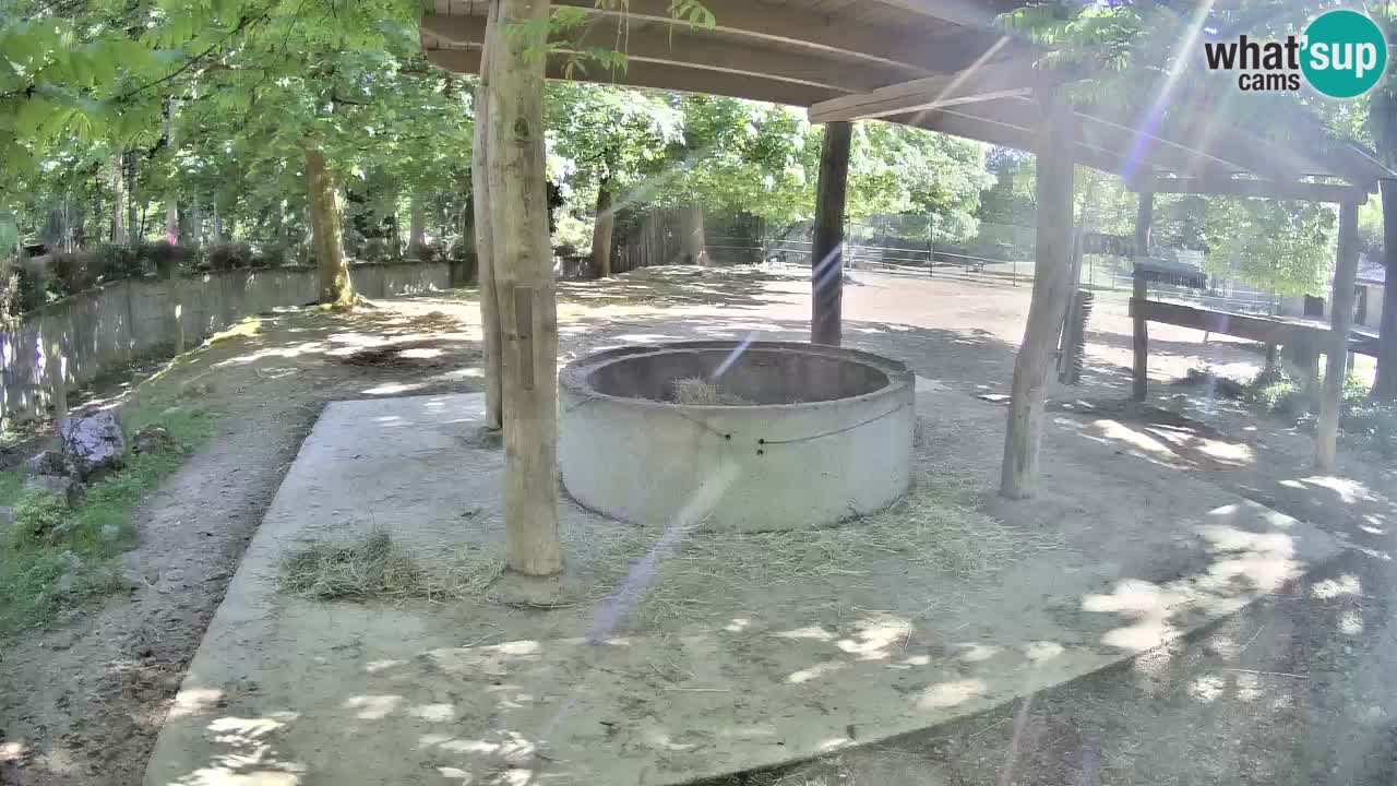 Le Zebre nello ZOO di Ljubljana – Slovenia Live webcam