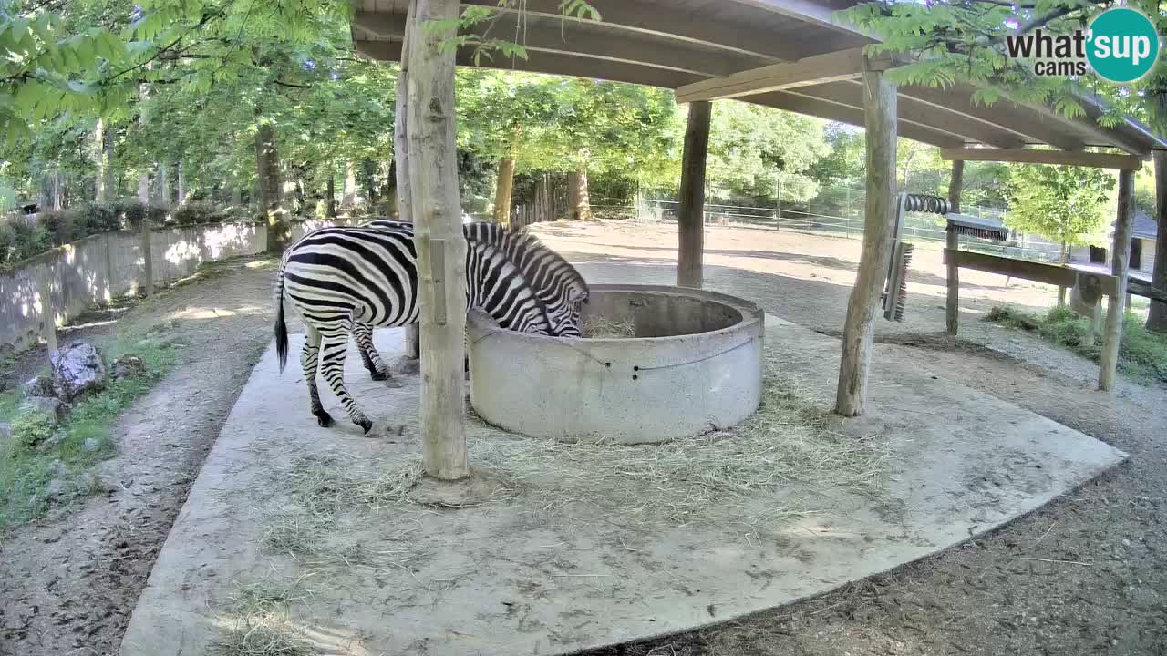 Live Webcam Zebras in Ljubljana ZOO – Slowenien