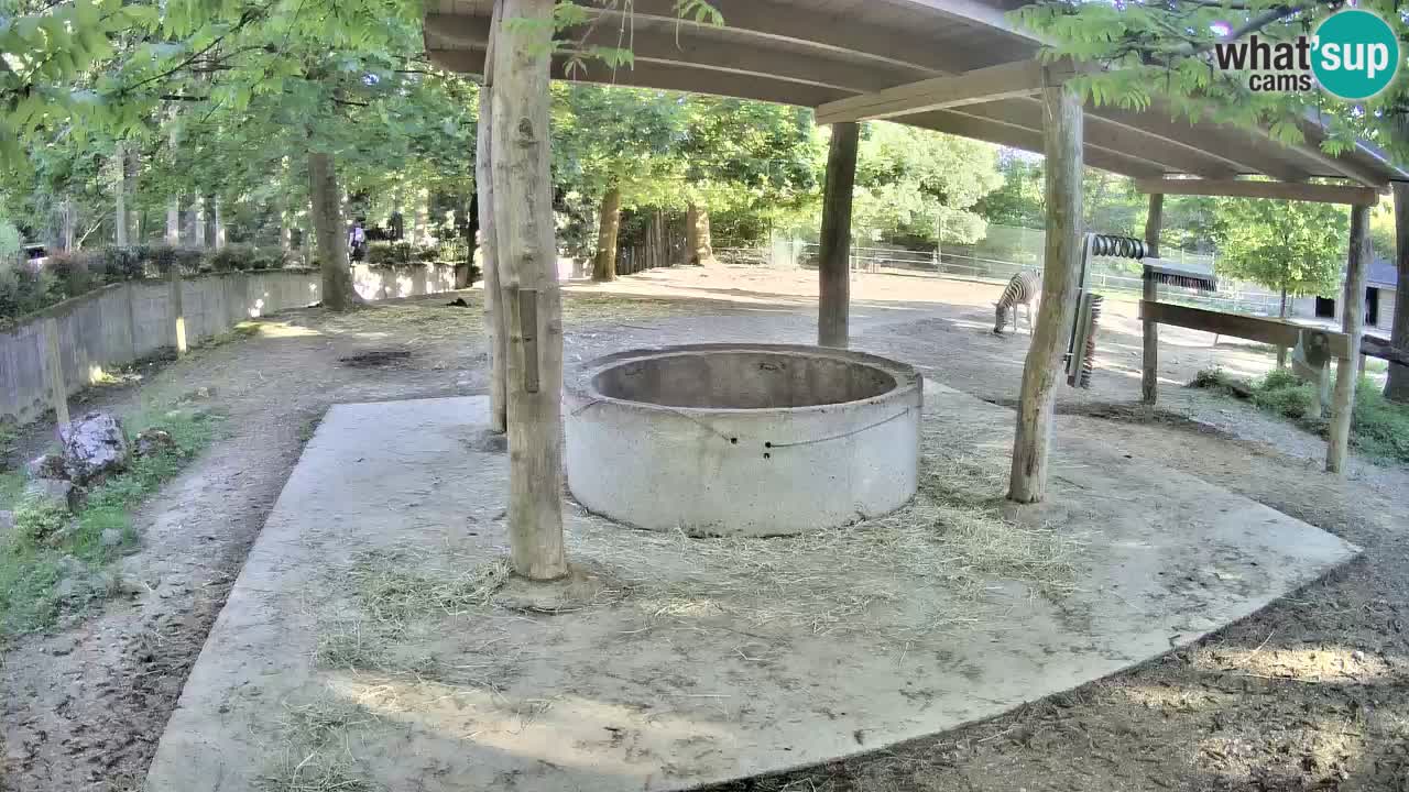 Live webcam Les zèbres in Ljubljana ZOO – Slovénie