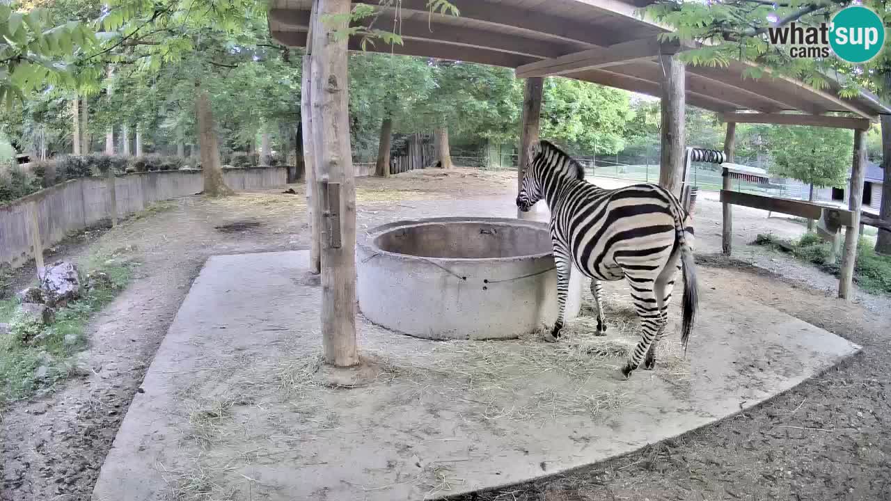Le Zebre nello ZOO di Ljubljana – Slovenia Live webcam