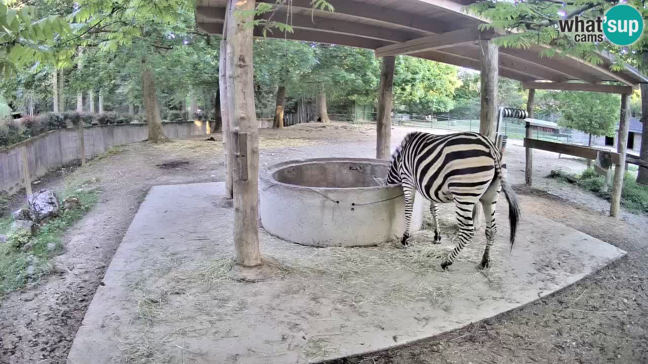 Live Webcam Zebras in Ljubljana ZOO – Slowenien
