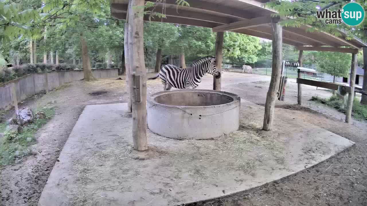 Zebre v živo v živalskem vrtu Ljubljana ZOO spletne kamere