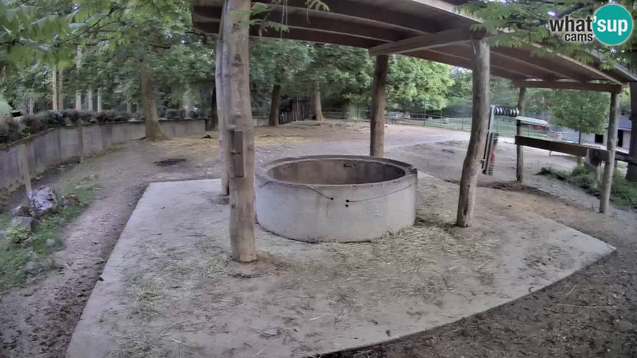 Zebre v živo v živalskem vrtu Ljubljana ZOO spletne kamere