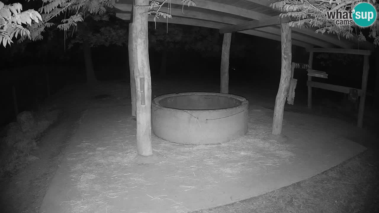 Zebre v živo v živalskem vrtu Ljubljana ZOO spletne kamere