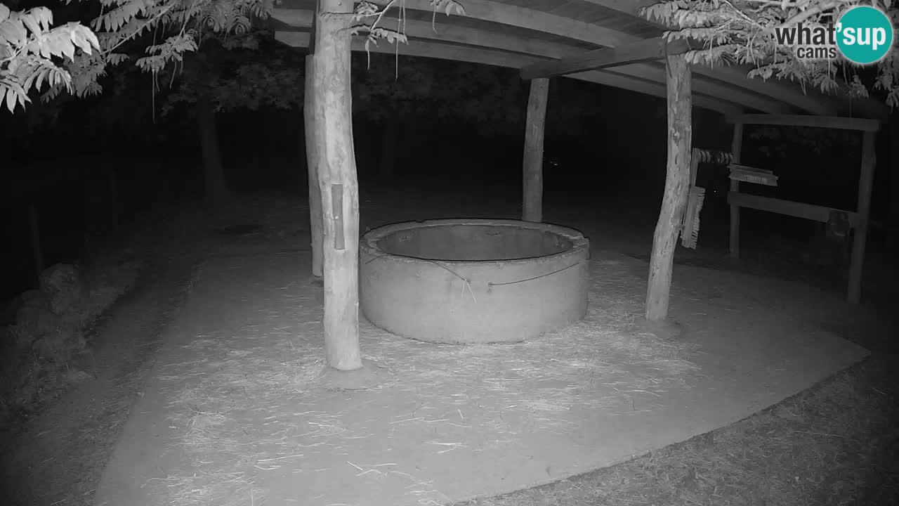Zebre v živo v živalskem vrtu Ljubljana ZOO spletne kamere