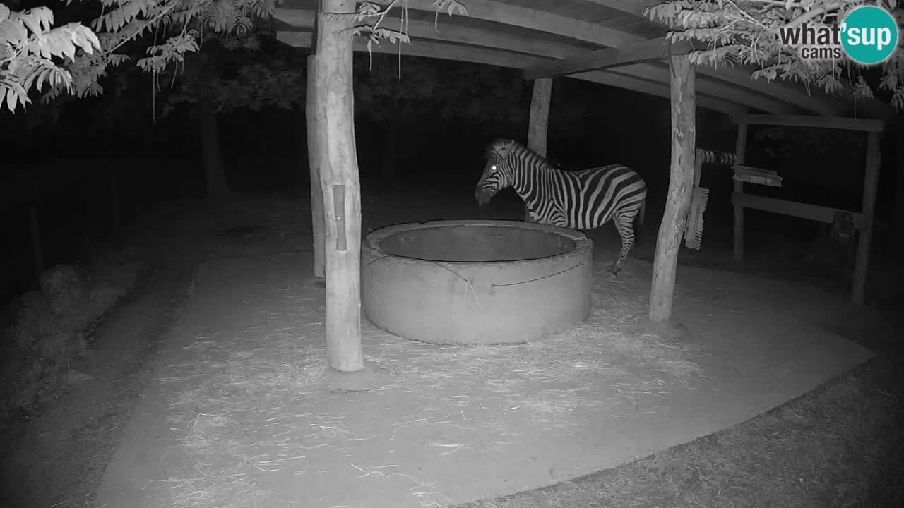 Live webcam Zebras in Ljubljana ZOO – Slovenia