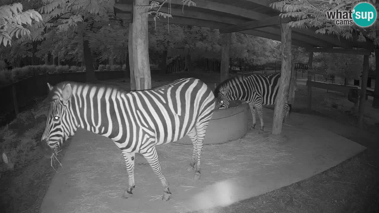 Zebre v živo v živalskem vrtu Ljubljana ZOO spletne kamere