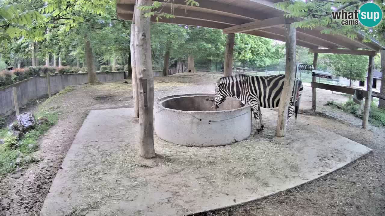 Web kamera uživo Zebras u ZOO Ljubljana – Slovenija