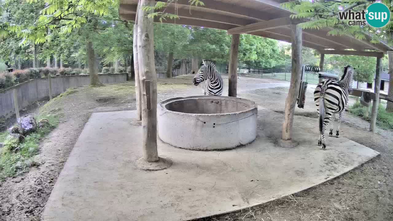 Live webcam Les zèbres in Ljubljana ZOO – Slovénie