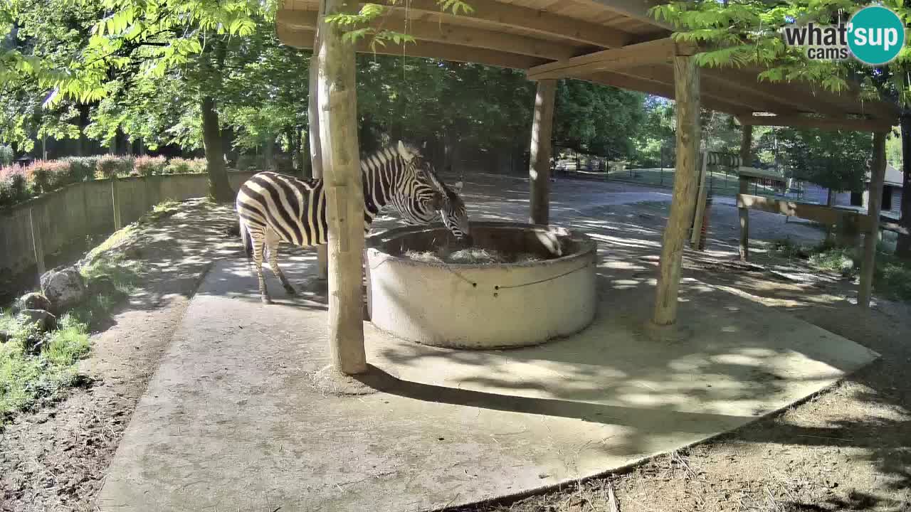 Web kamera uživo Zebras u ZOO Ljubljana – Slovenija