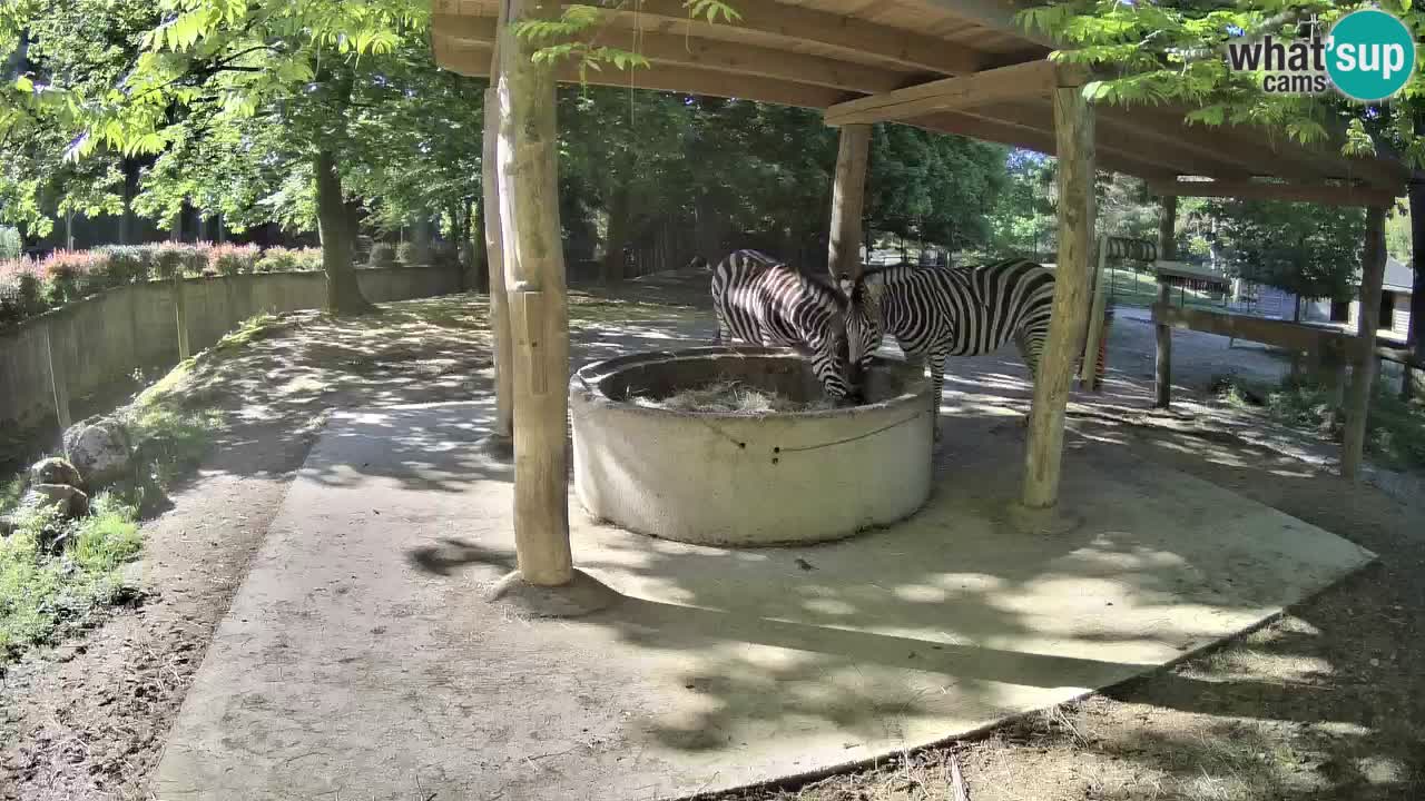 Live webcam Les zèbres in Ljubljana ZOO – Slovénie