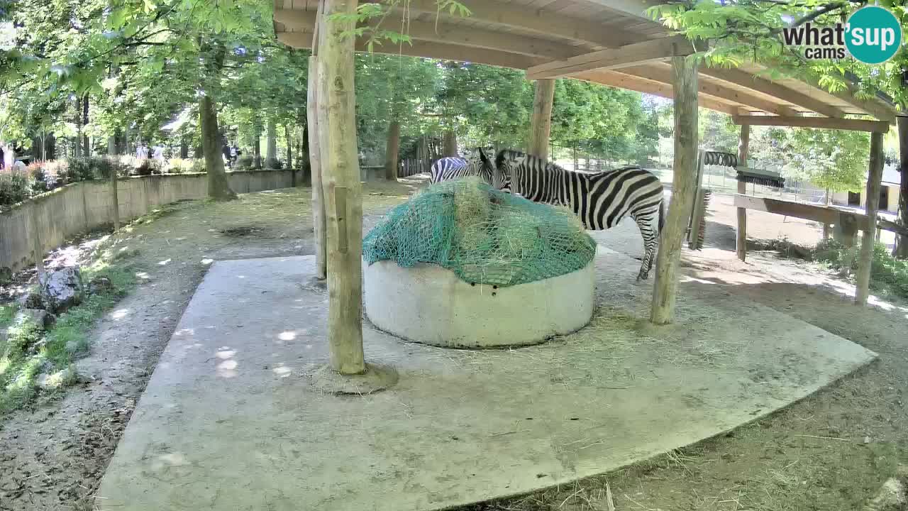 Le Zebre nello ZOO di Ljubljana – Slovenia Live webcam