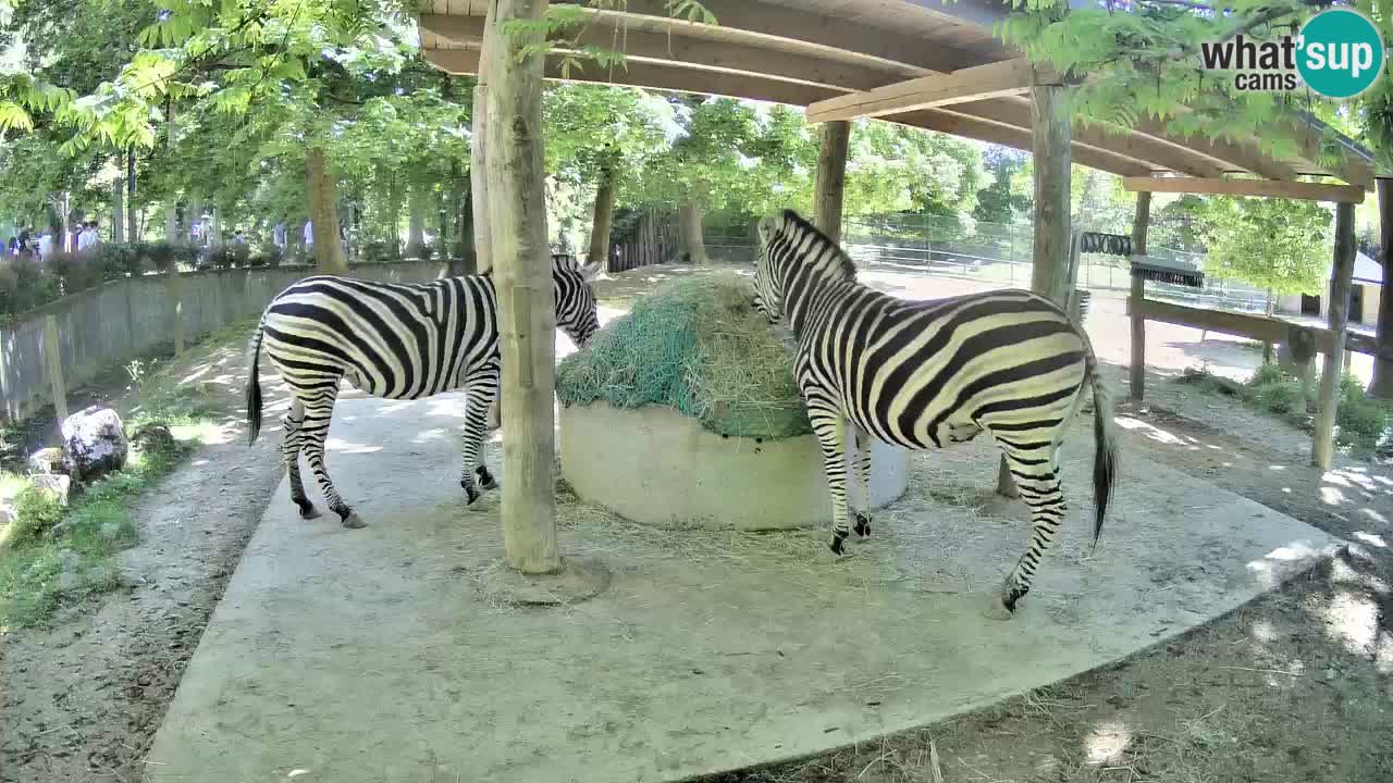 Live Webcam Zebras in Ljubljana ZOO – Slowenien