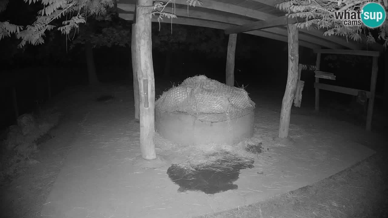 Web kamera uživo Zebras u ZOO Ljubljana – Slovenija