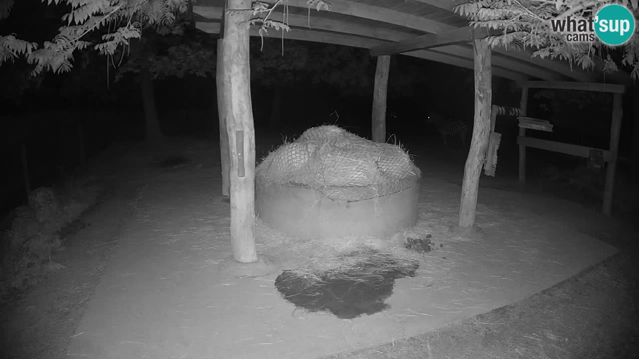 Zebre v živo v živalskem vrtu Ljubljana ZOO spletne kamere