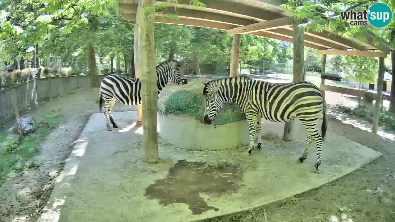 Live webcam Zebras in Ljubljana ZOO – Slovenia