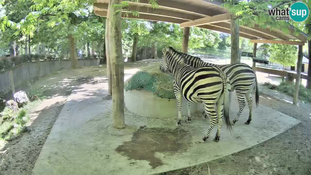 Live webcam Zebras in Ljubljana ZOO – Slovenia