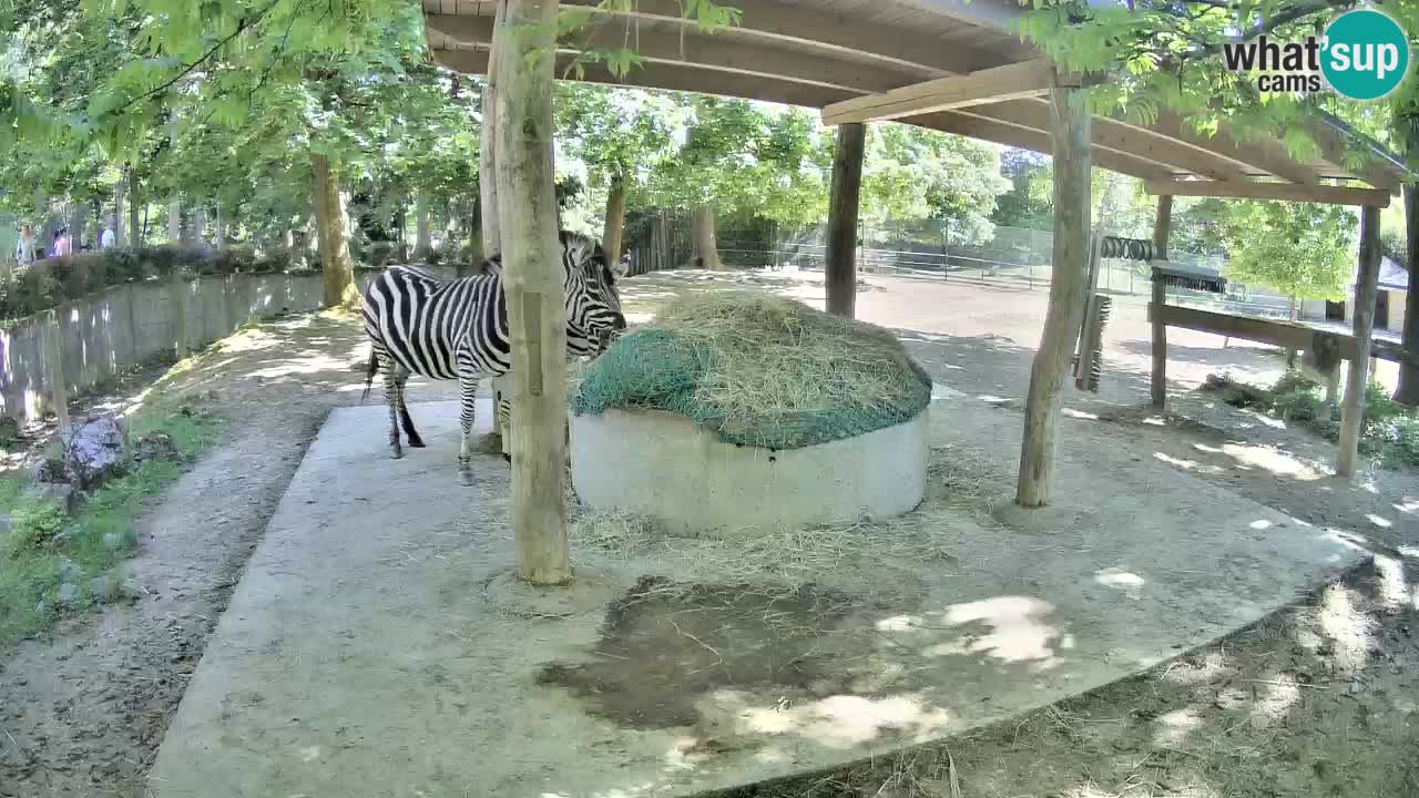 Le Zebre nello ZOO di Ljubljana – Slovenia Live webcam