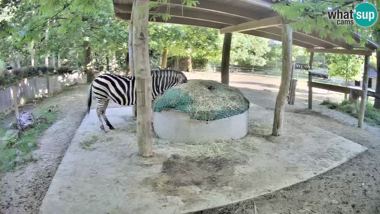 Live webcam Zebras in Ljubljana ZOO – Slovenia