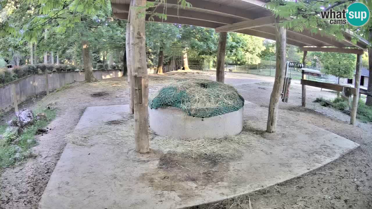 Live webcam Zebras in Ljubljana ZOO – Slovenia