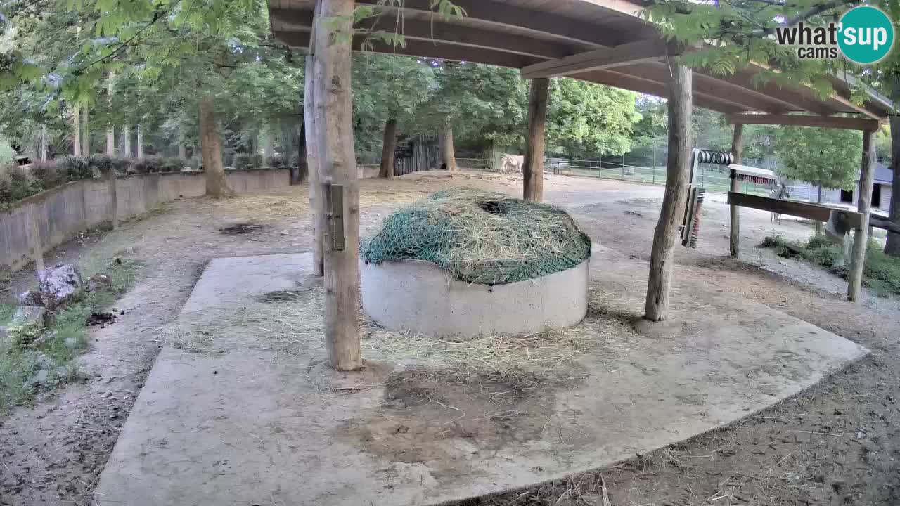 Live webcam Zebras in Ljubljana ZOO – Slovenia