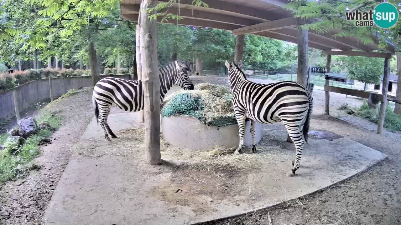 Camera en vivo Cebras in Ljubljana ZOO – Eslovenia