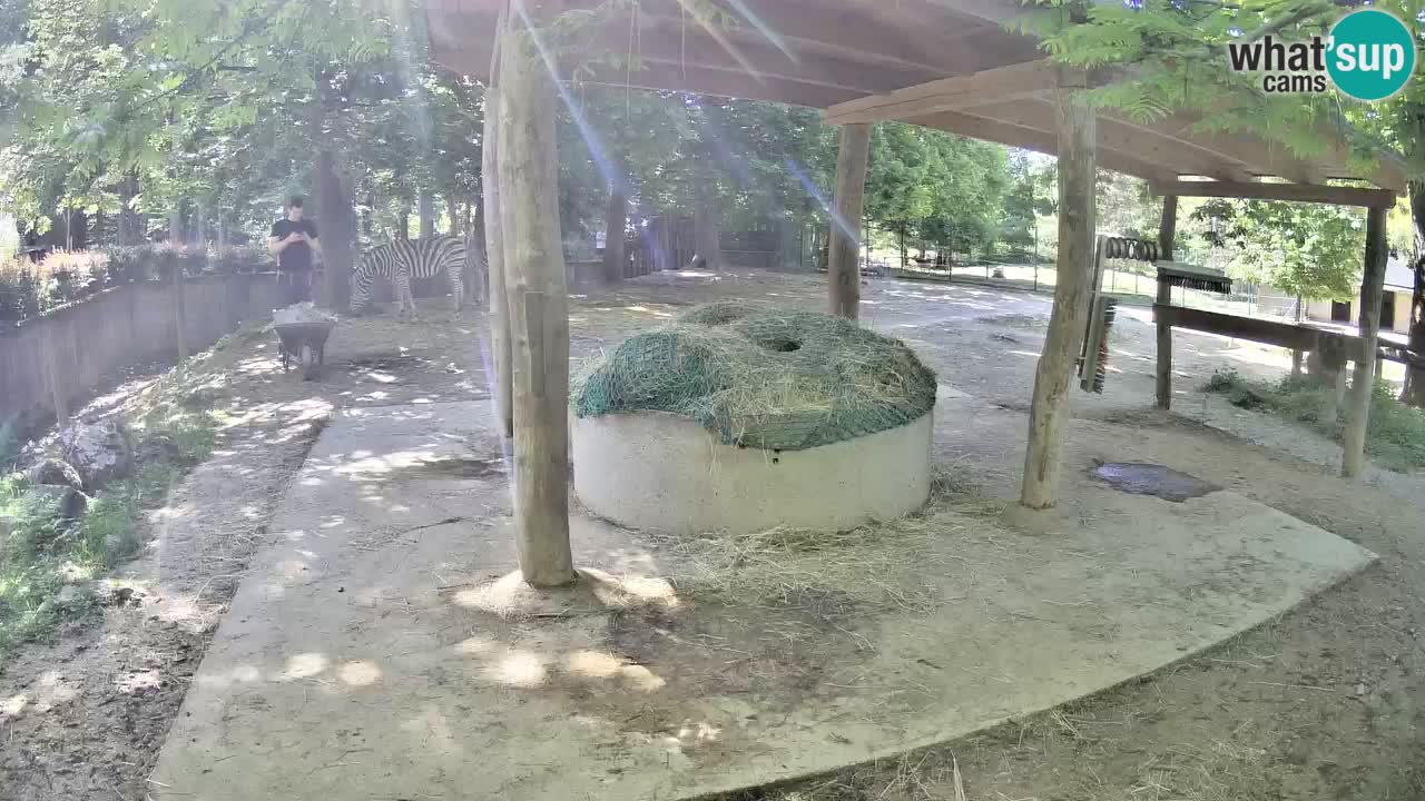 Live webcam Zebras in Ljubljana ZOO – Slovenia