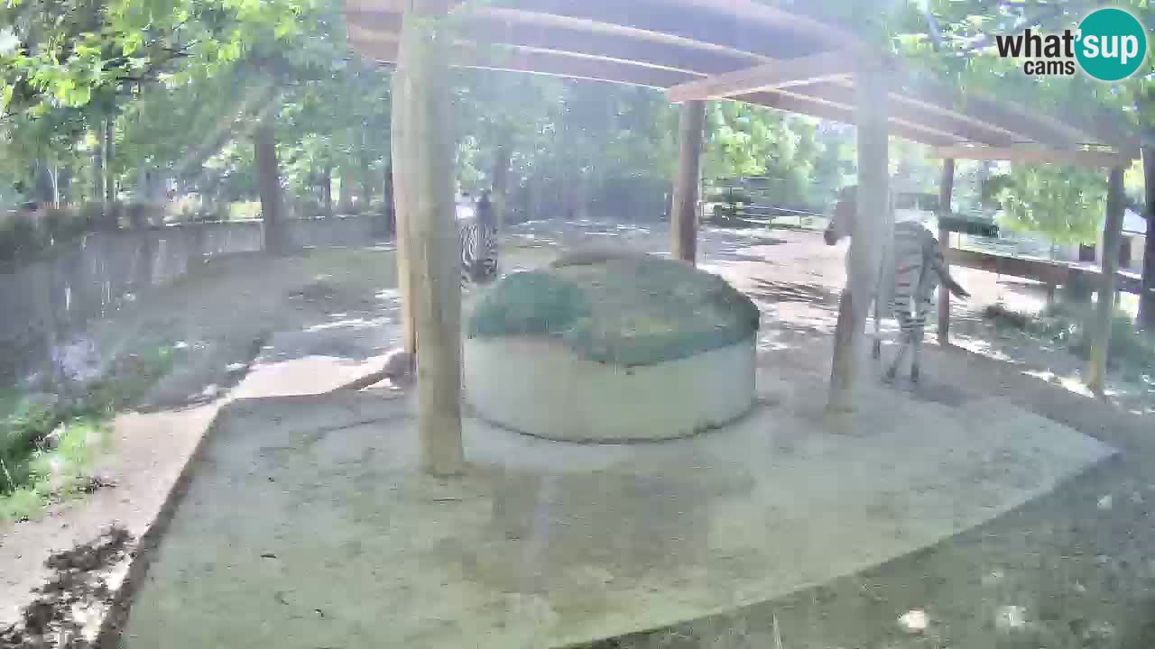 Live webcam Zebras in Ljubljana ZOO – Slovenia