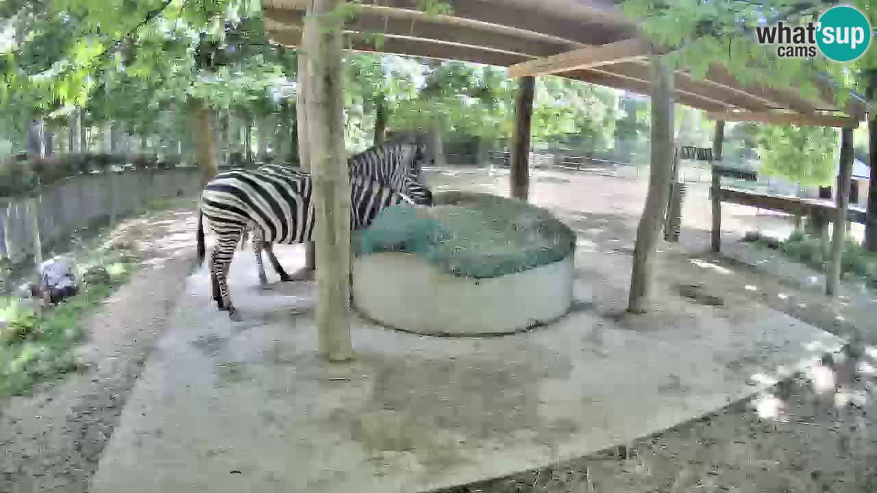 Live webcam Les zèbres in Ljubljana ZOO – Slovénie
