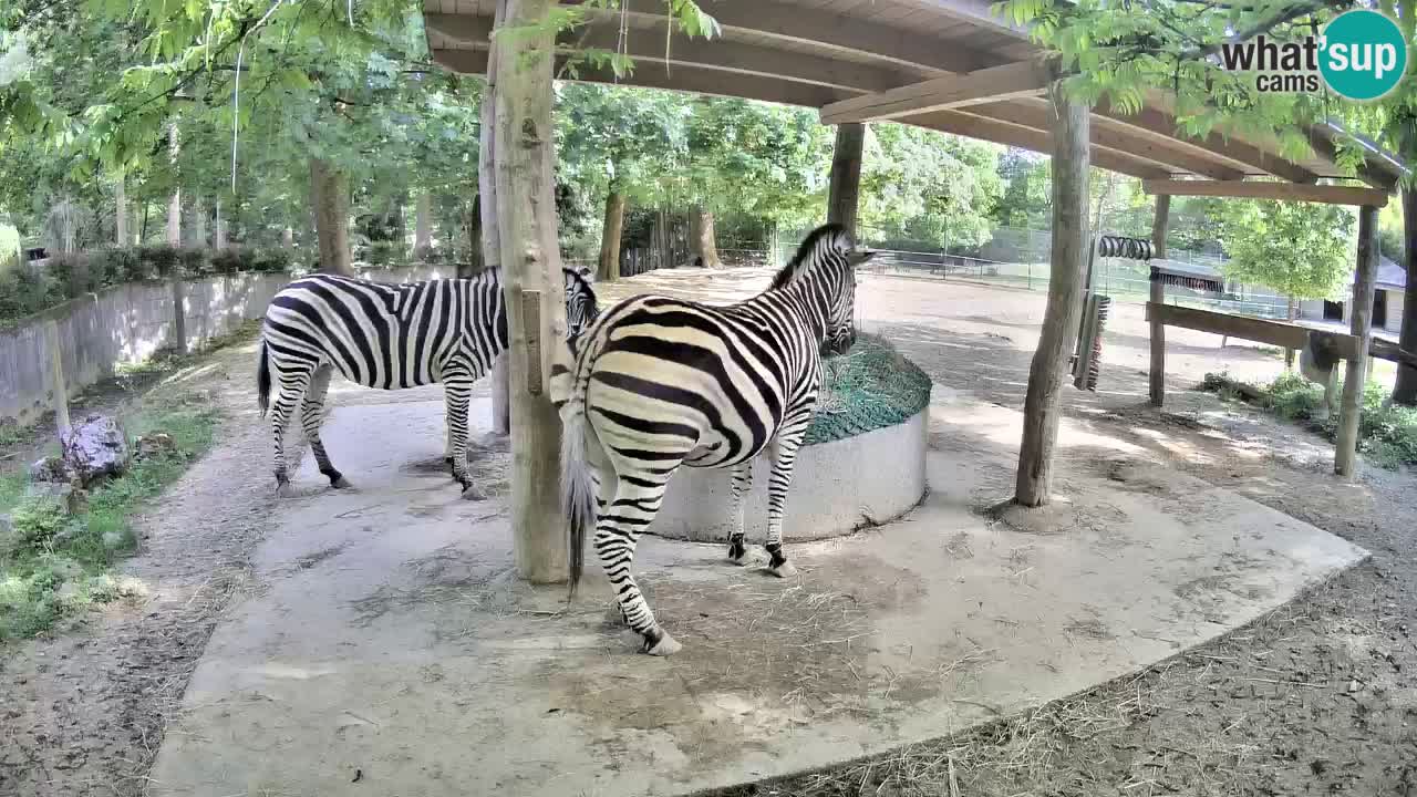Live Webcam Zebras in Ljubljana ZOO – Slowenien