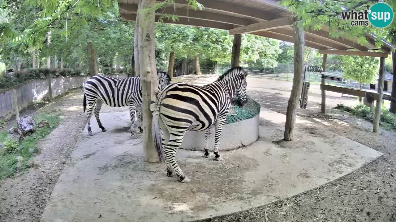 Live webcam Zebras in Ljubljana ZOO – Slovenia