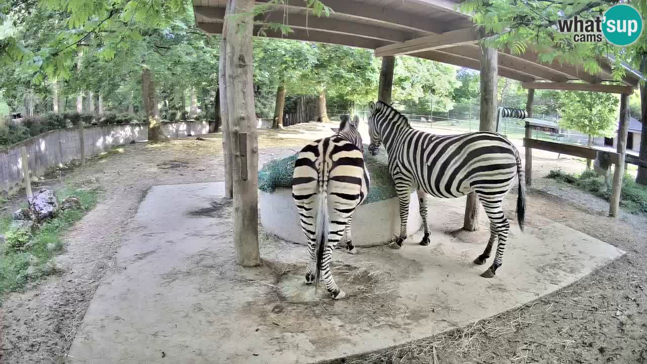 Live webcam Zebras in Ljubljana ZOO – Slovenia