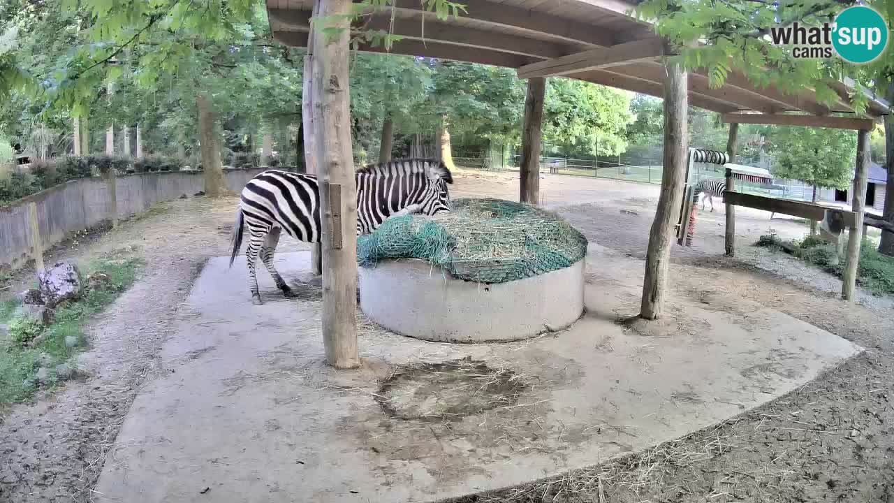 Live webcam Zebras in Ljubljana ZOO – Slovenia
