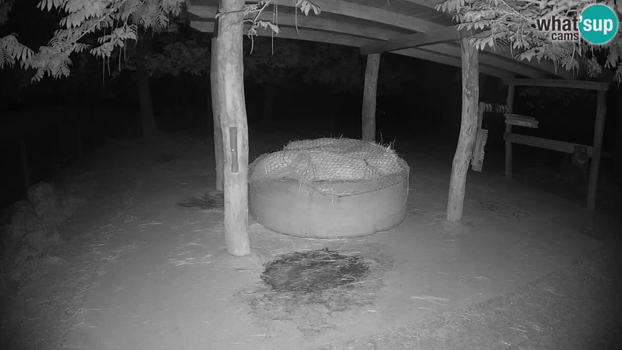 Le Zebre nello ZOO di Ljubljana – Slovenia Live webcam