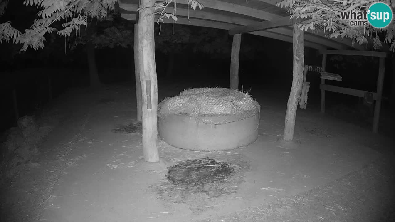 Live webcam Les zèbres in Ljubljana ZOO – Slovénie