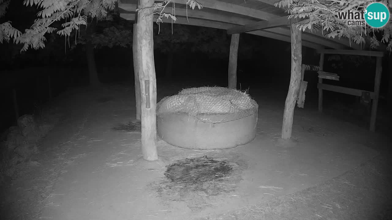 Live webcam Les zèbres in Ljubljana ZOO – Slovénie