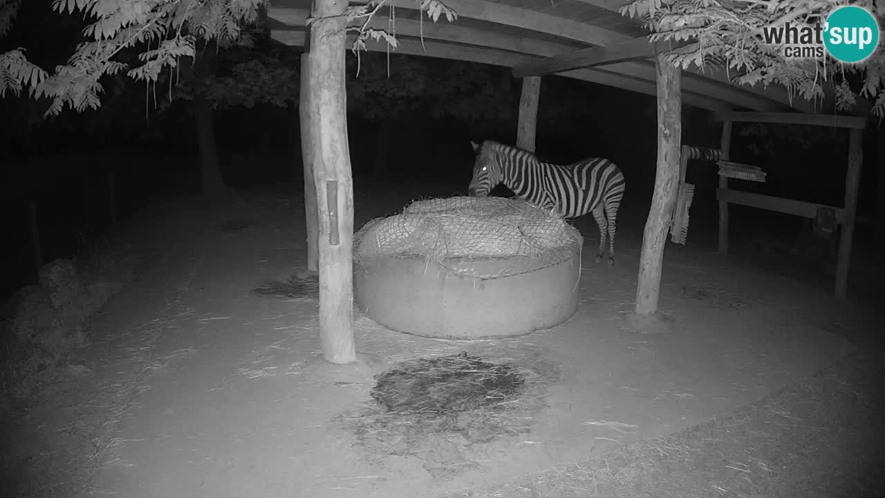Live webcam Zebras in Ljubljana ZOO – Slovenia