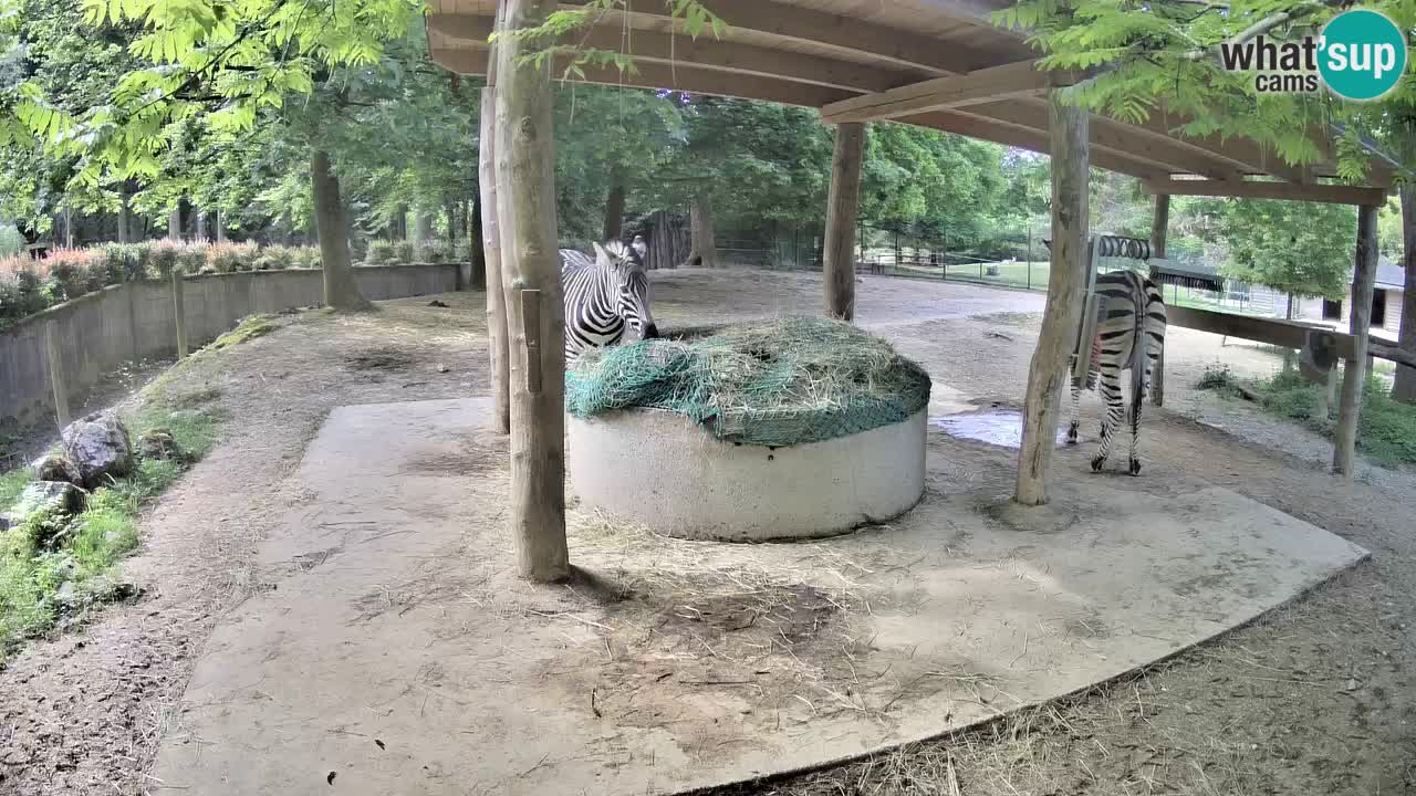 Le Zebre nello ZOO di Ljubljana – Slovenia Live webcam